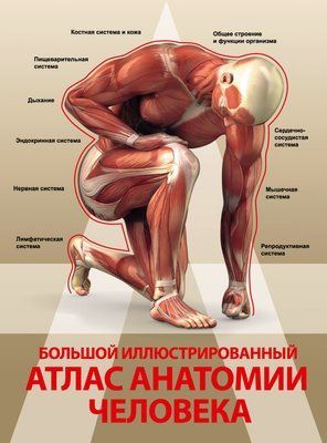 Атлас анатомии человека 0003 фото