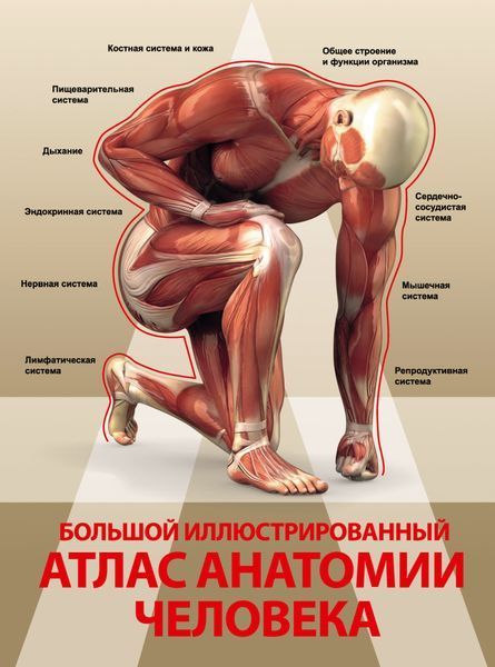 Атлас анатомии человека 0003 фото